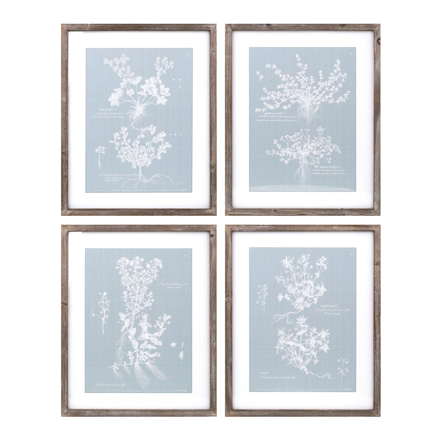 Floral Framed Prints (Set of 4)