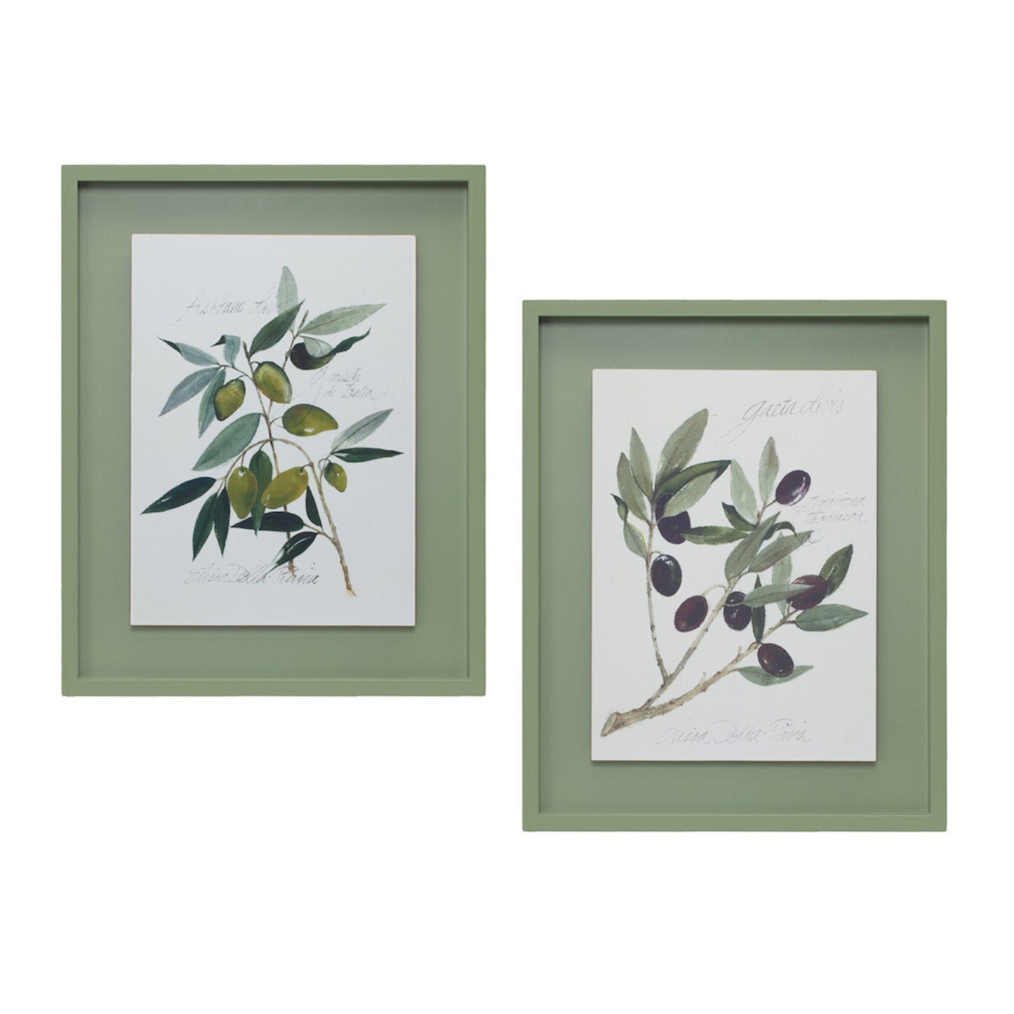 Framed Olive Branches Print (Set of 2)